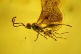 Large Fossil Flies (Diptera) and a Wasp (Hymenoptera) in Baltic Amber #139018-2